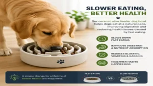 Dog eating from a ceramic slow feeder dog bowl designed to reduce fast eating and support healthy feeding habits