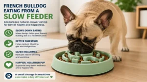 French Bulldog eating from a slow feeder designed to promote slower eating, better digestion, and healthier feeding habits.