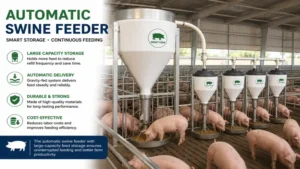 automatic swine feeder connected to a feed storage hopper for continuous feeding.
