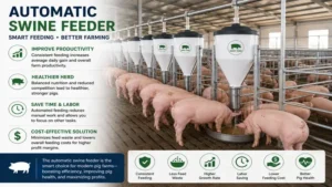 automatic swine feeder improving feed management and productivity on a commercial pig farm.