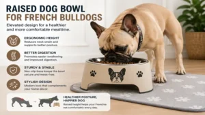 Raised french bulldog dog bowl helping improve posture and comfortable eating for flat-faced breeds.