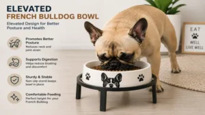 Elevated french bulldog bowl that supports better posture during mealtime